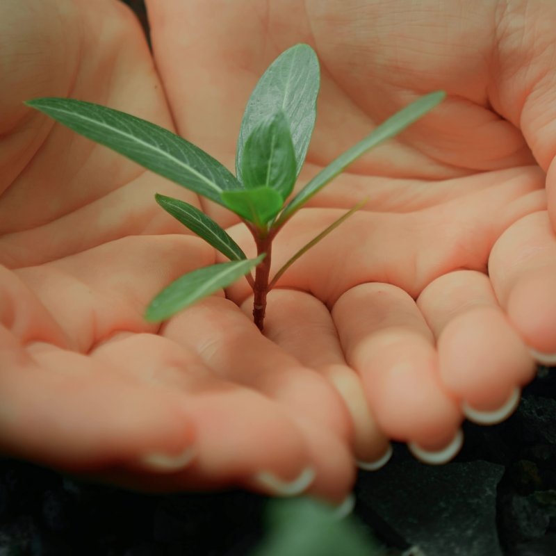 Earth Day concept. Human hands protect carefully hold plant planted in barren soil. Close-up slow-motion cinematic.