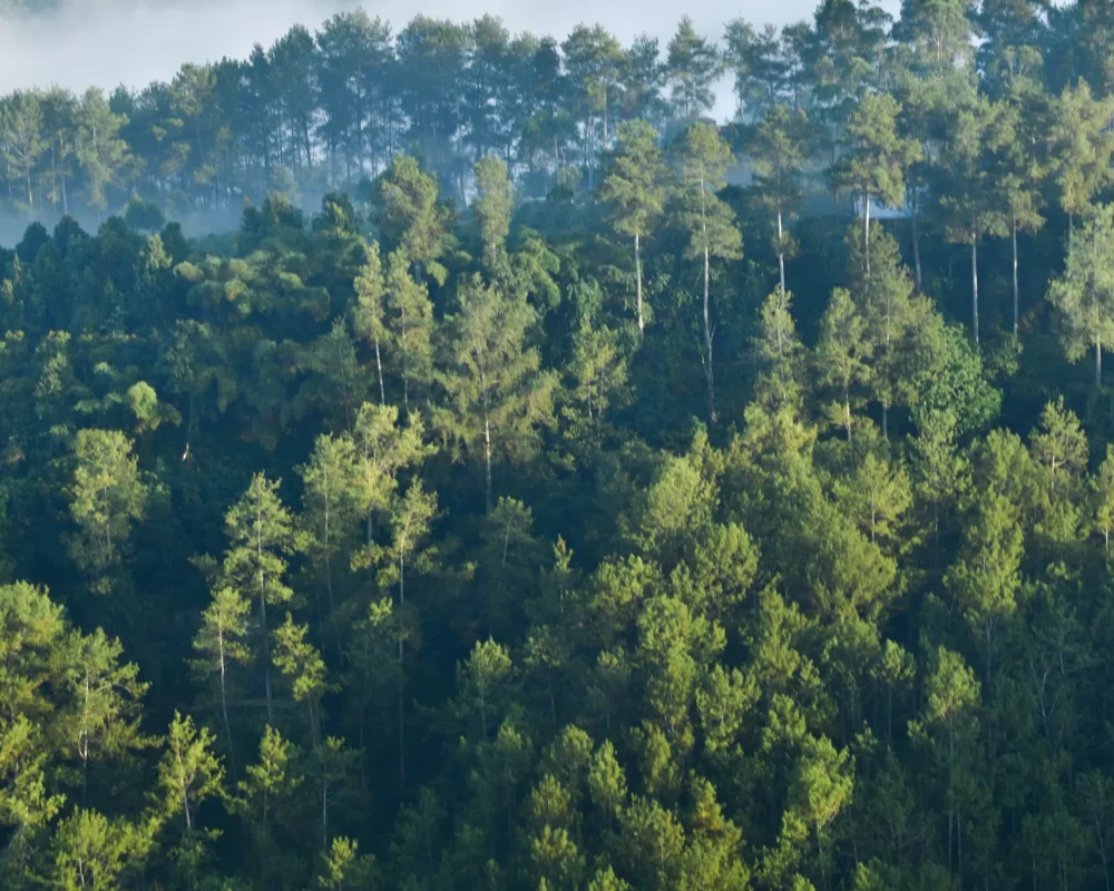 high-angle-view-trees-landscape-against-sky